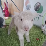Uczniowie klas 1d i 1e podczas Warsztatów wielkanocnych  (1).jpg